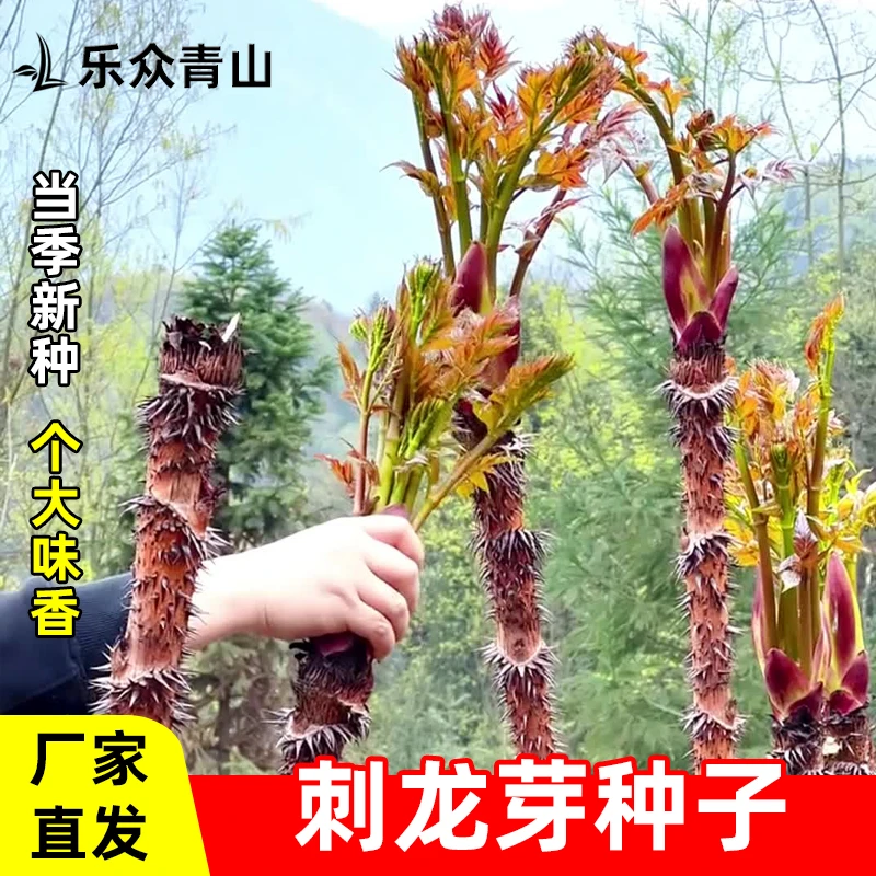 刺龙芽菜种子四季播种阳台盆栽小院种植南方北方家庭野菜好种