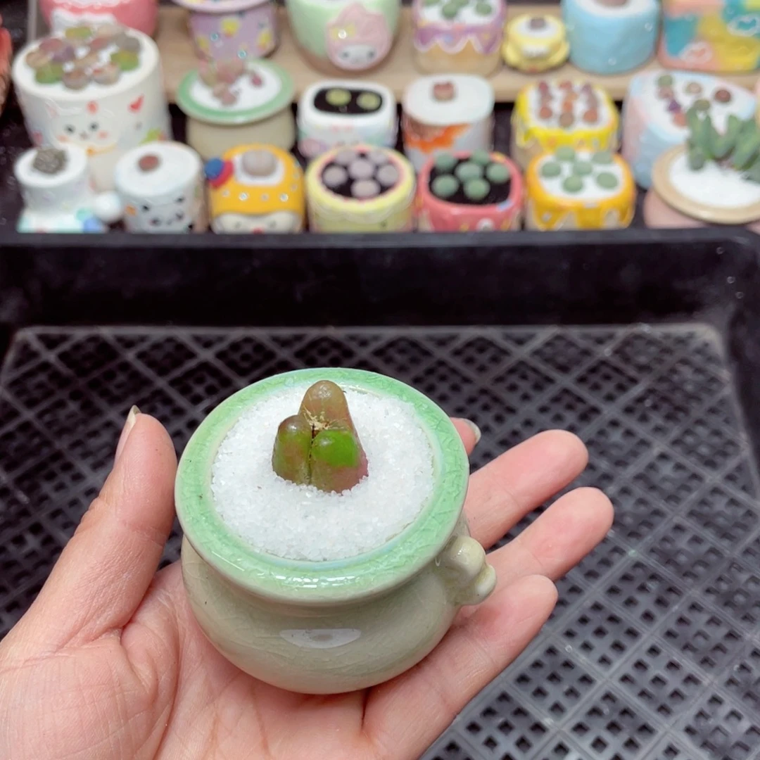 w9785 -零下地区拍保温箱-15支持寄养