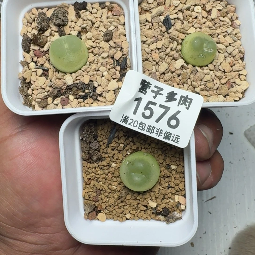 滴***都拉登3颗有瑕疵1200带盆土。