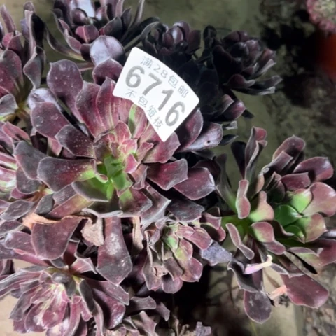 欧若拉多肉植物法师6716