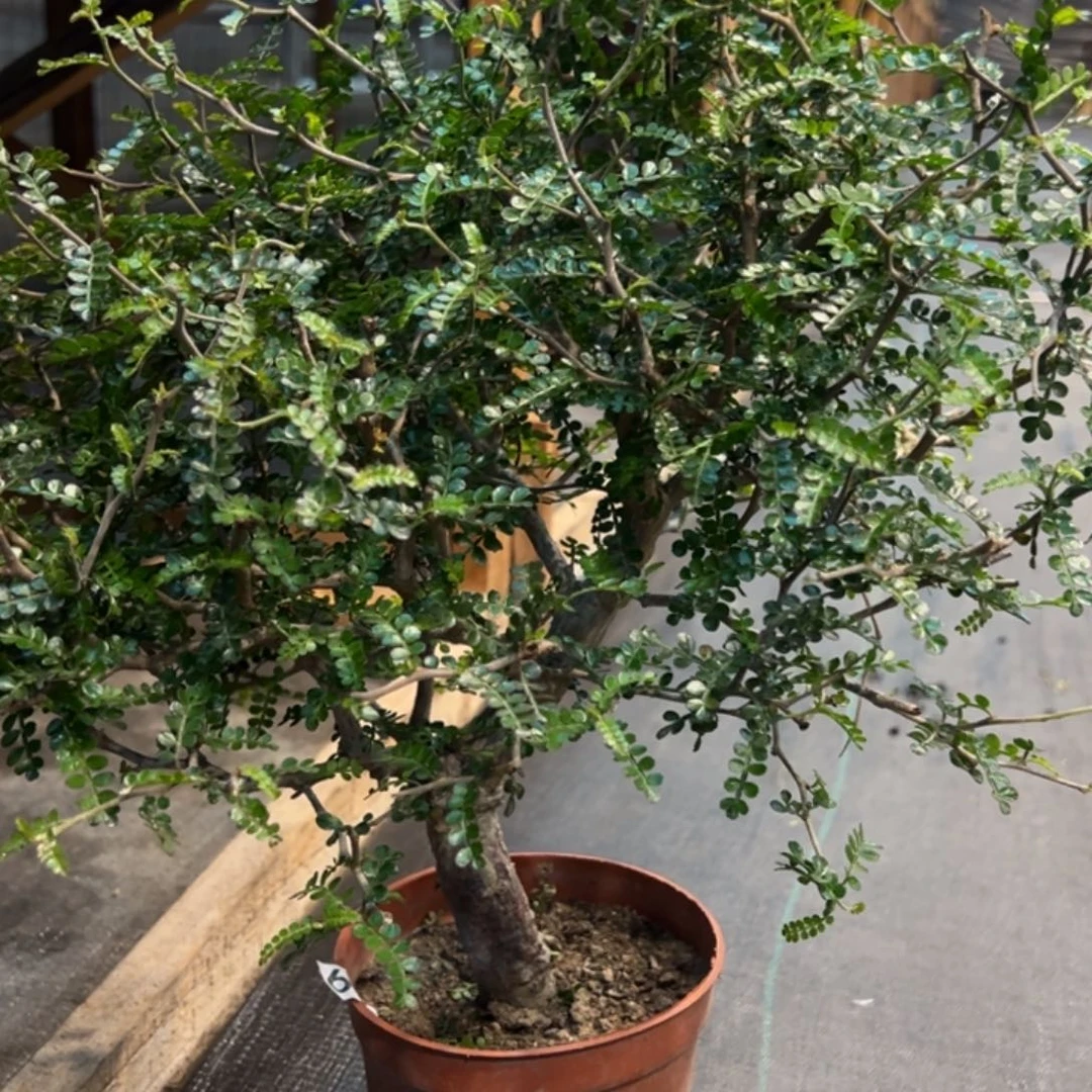 蜡**麦319象足漆树带盆发货