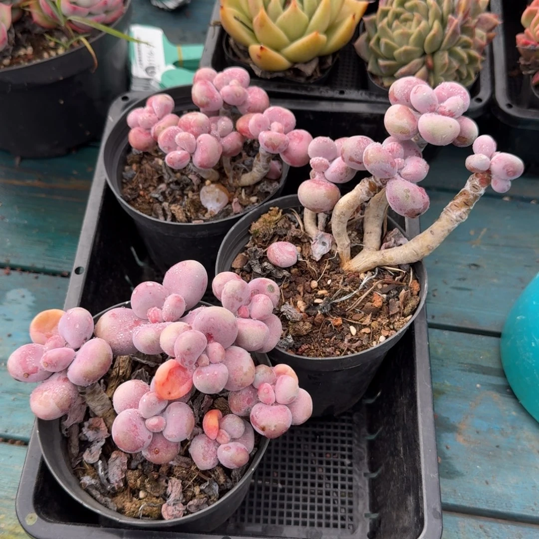 從前慢多肉精选编号1116.五头起腰子蛋