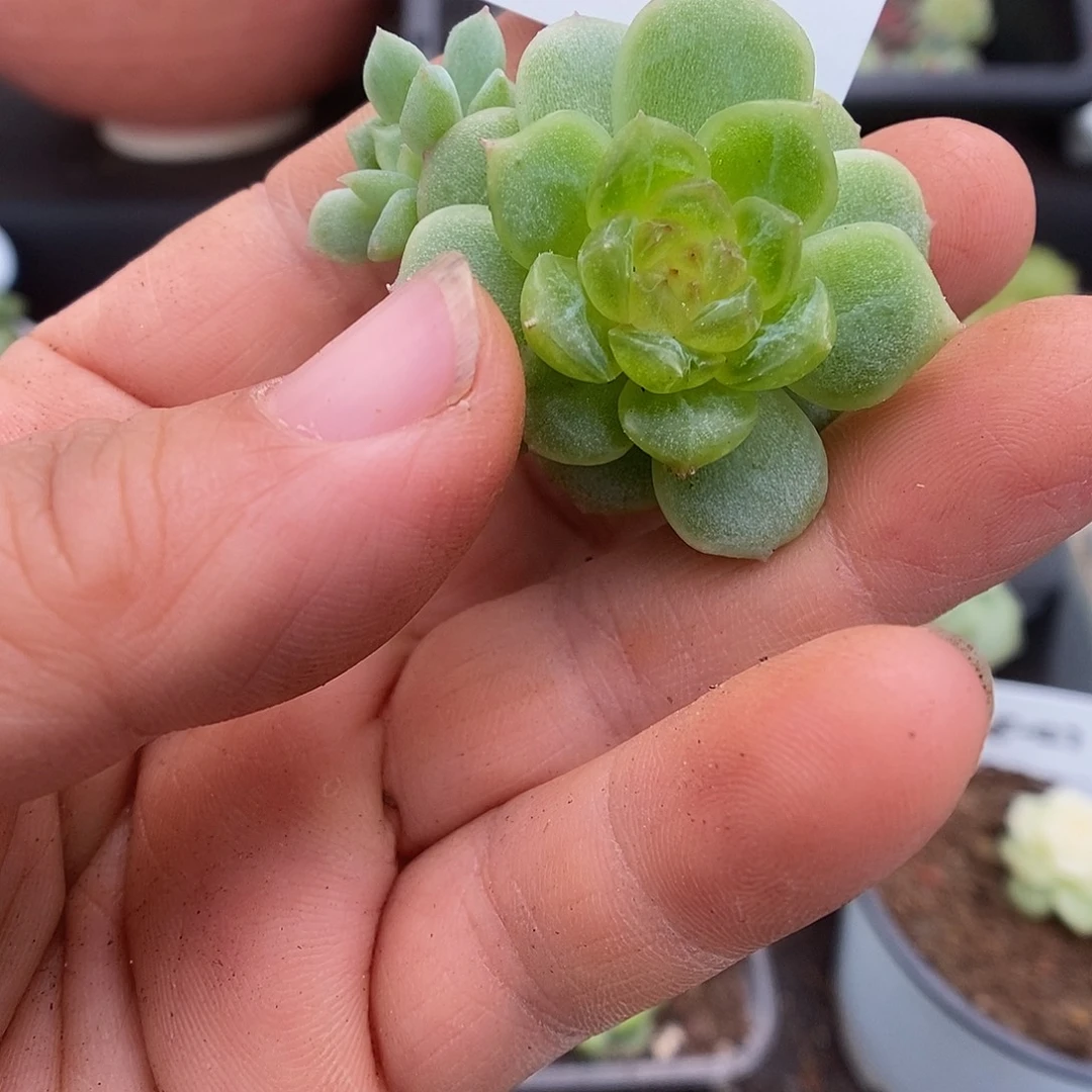 一物一拍一物一拍926-446