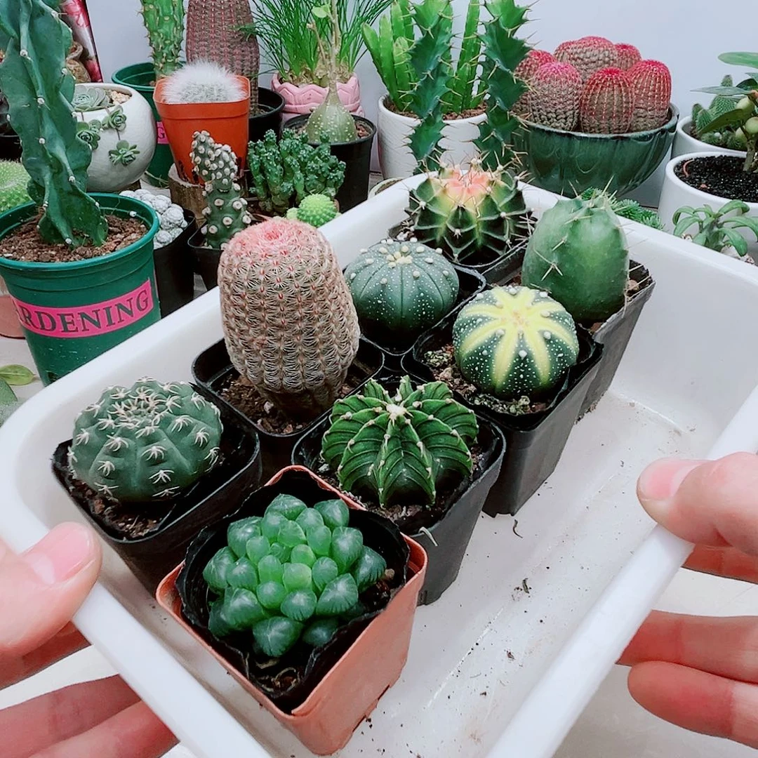 8颗组合仙人球➕雨露