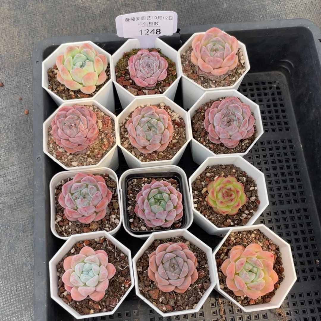 不包整散 盆子不售后1248