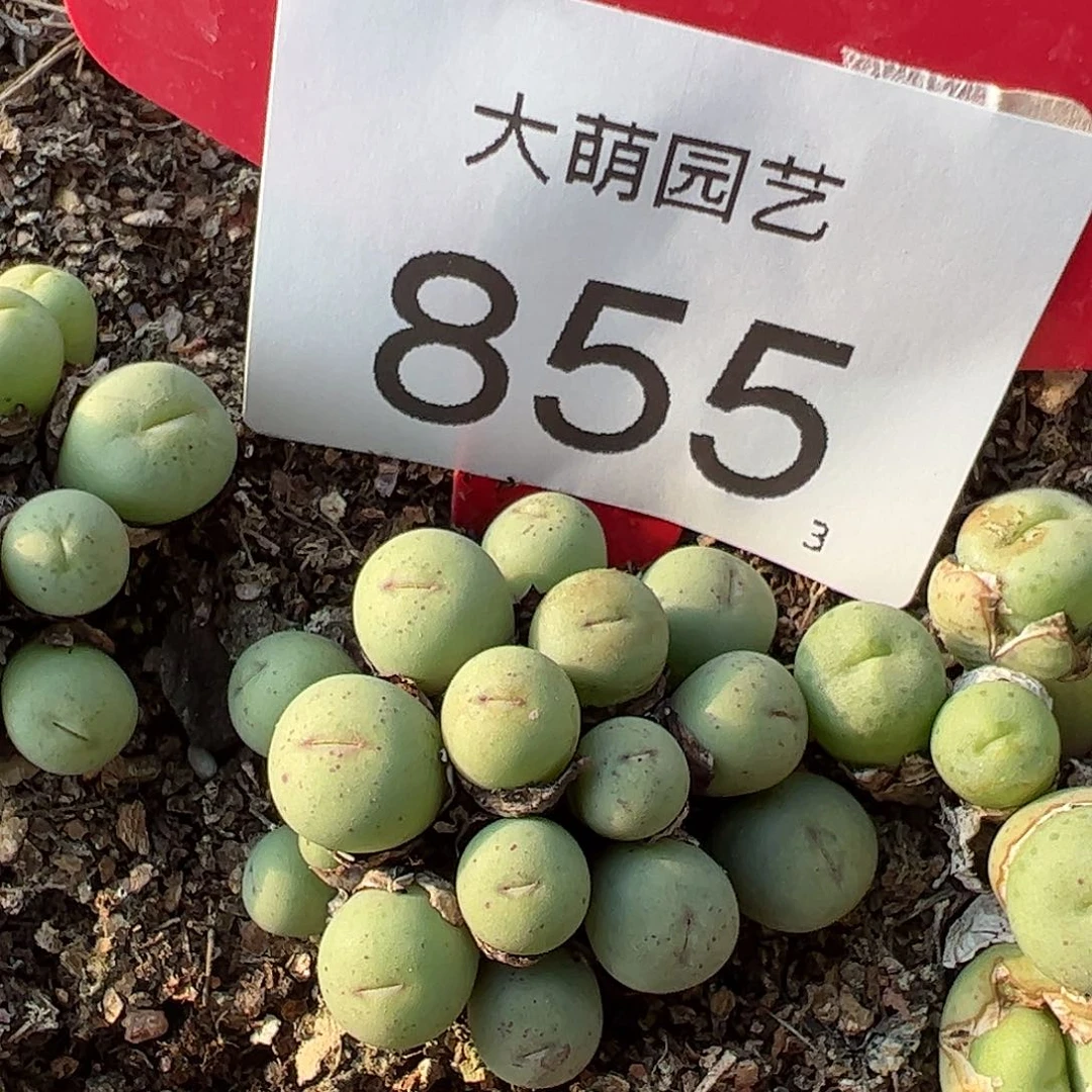 0000855 一物一拍……