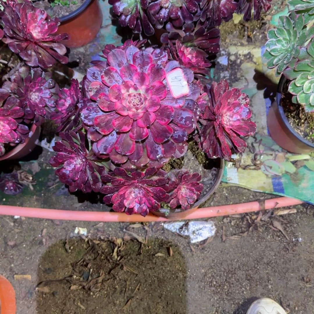 颜花法师多肉697