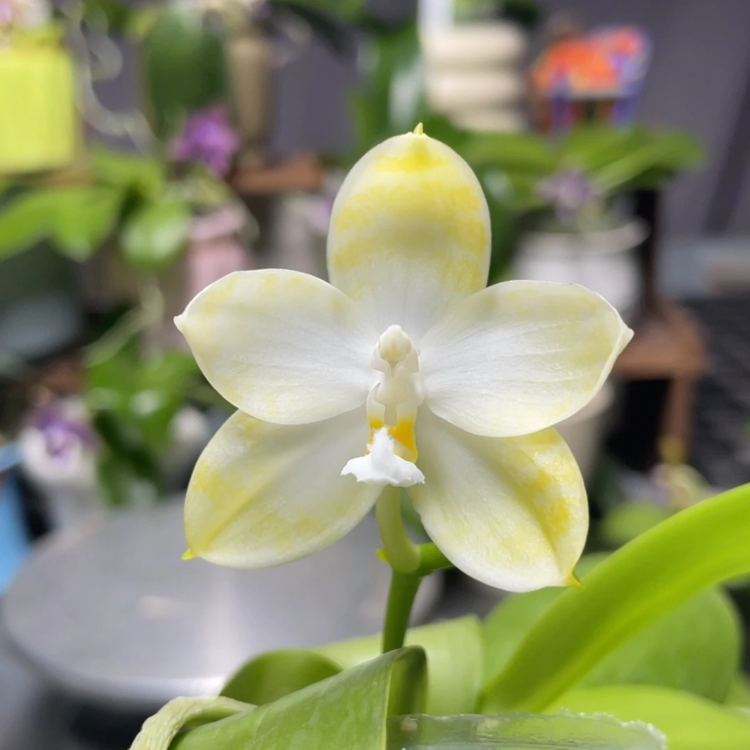 完全开放YW08，2.5杯开花株