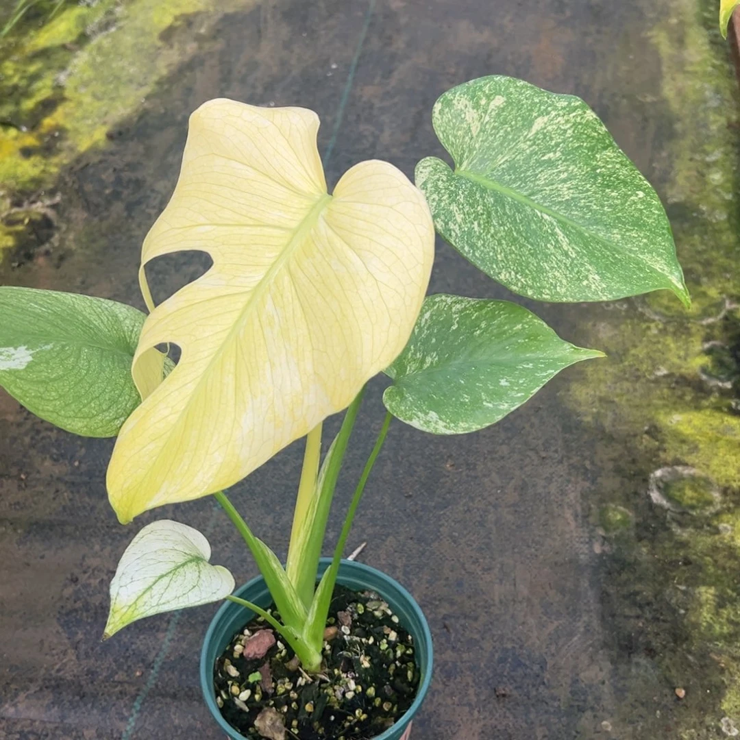 闲***鹤完全开放14号白怪兽龟背竹