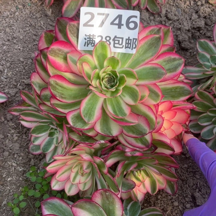 2746二号棚倾城多肉植物L