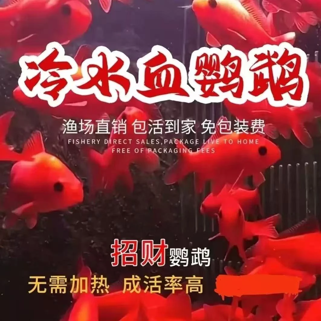 冷水鹦鹉鱼招财鱼淡水鱼好养易活发财鱼锦鲤活体金鱼苗冷水观赏鱼