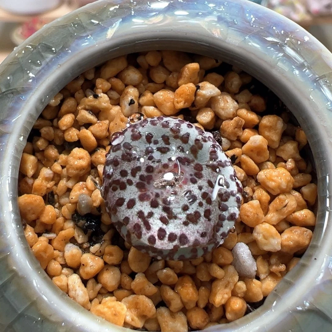 多肉植物84号安贞