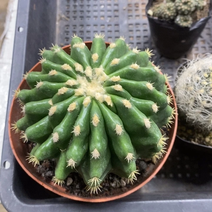 裸虎特价福利包邮