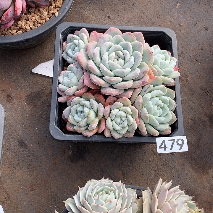 479冰玉一物一拍多肉