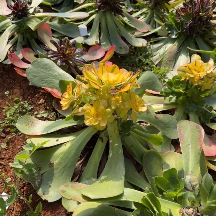 太阳神嫁接啊啊啊