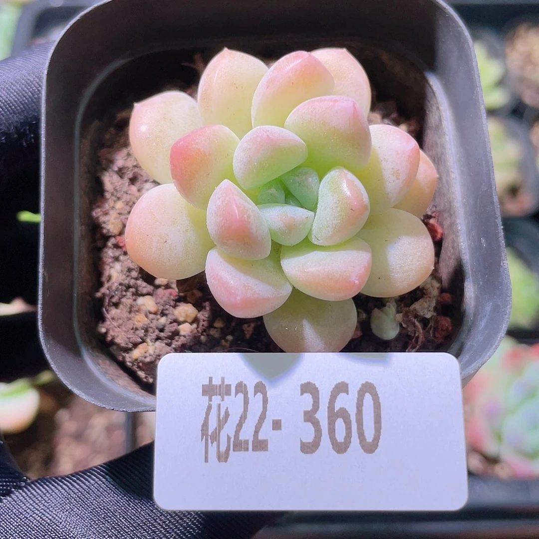 花利美22-360奶糖