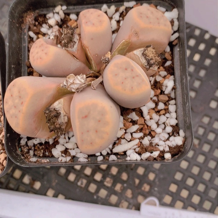 48889888888989885865885668655