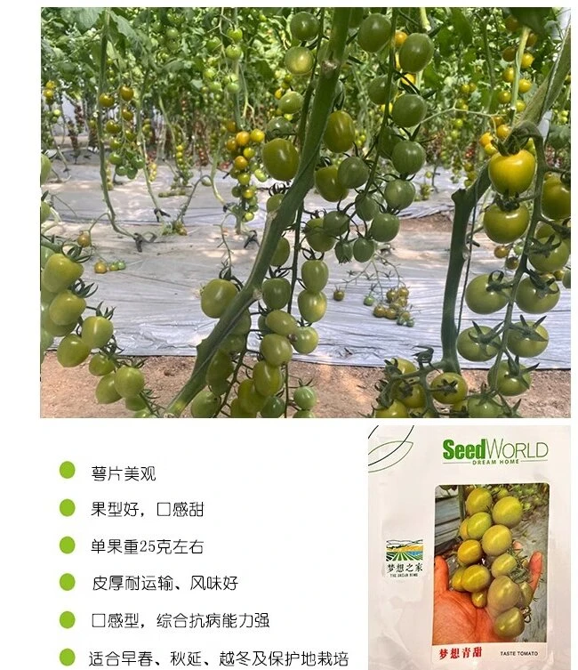 青甜2号小绿番茄苗 小番茄圣女果绿色果