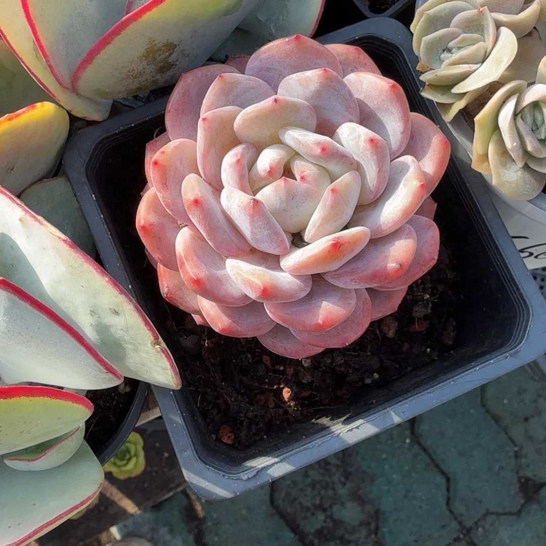 成梦露单头多肉植物精品