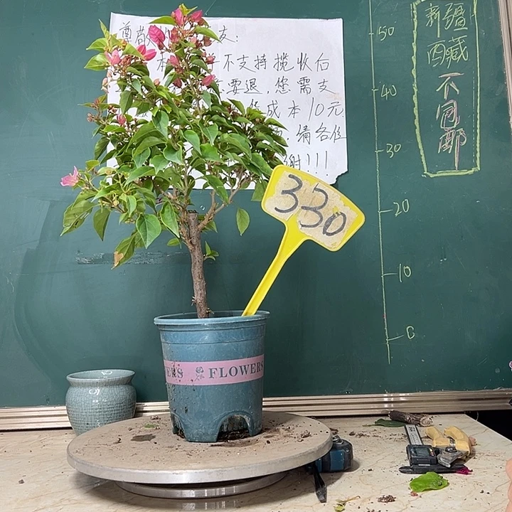 当前无花栽培后可以开花粉狐狸330