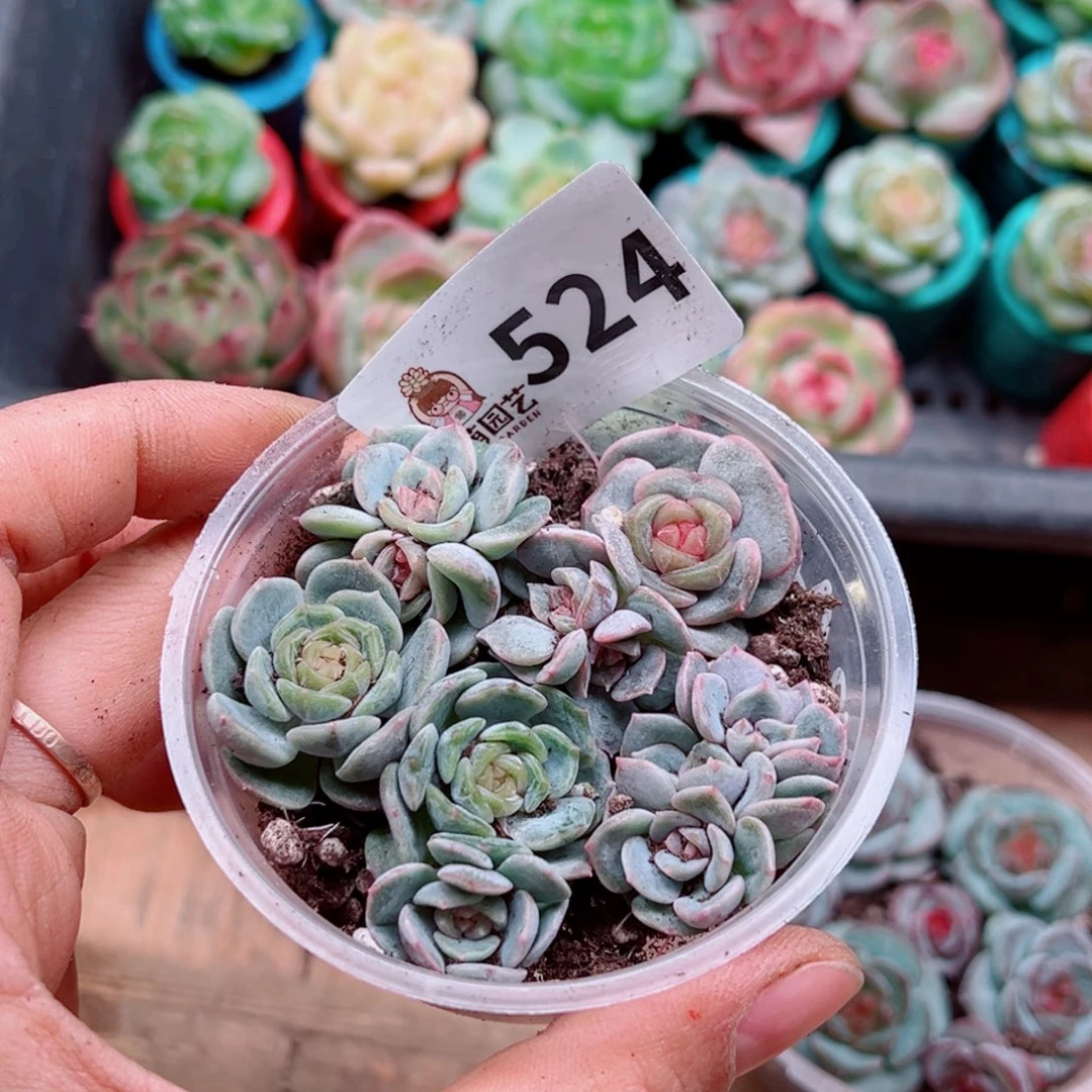 多肉植物多肉植物