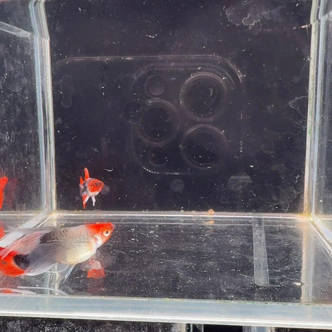 孔雀鱼深海蓝缎带1对