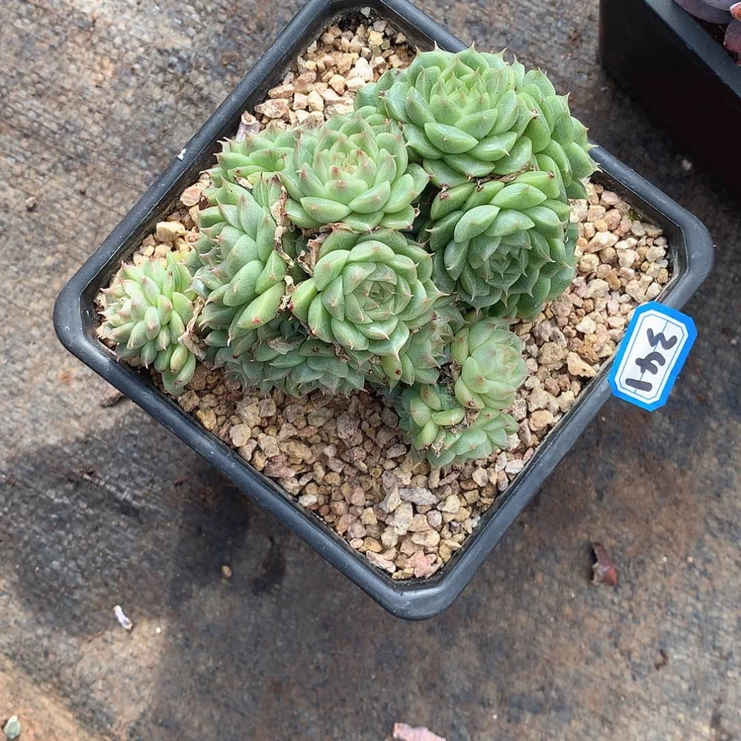 341杂一物一拍多肉