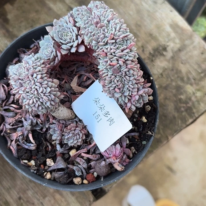 闪吼151呀呀雨啊哈哈哈哈哈嗨