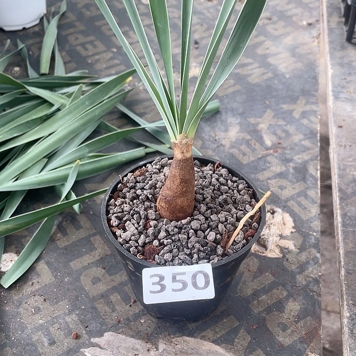 350巨凤之卵块根，