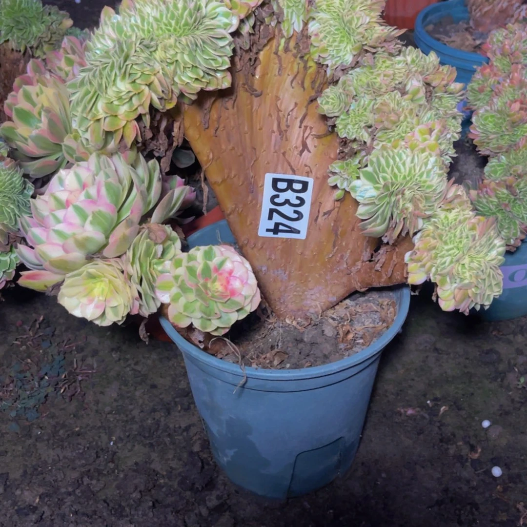 倾城法师16////9包邮