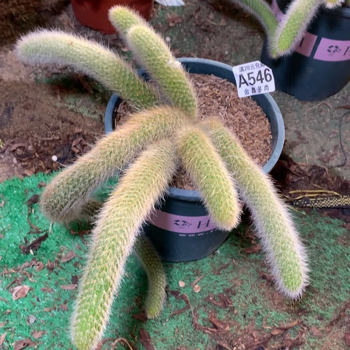 用****5546多肉植物一物一拍