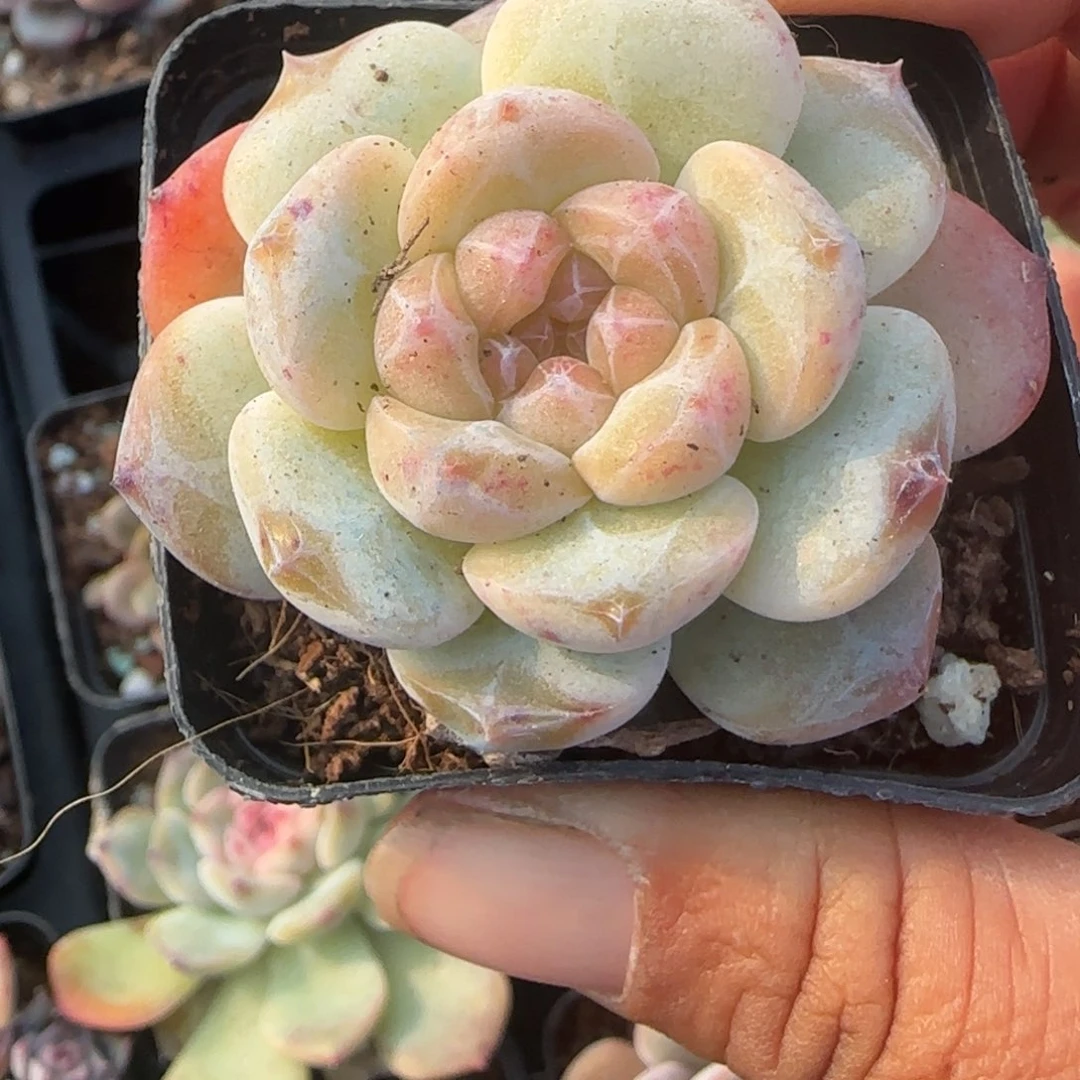 小卡拉米糖心一物一拍