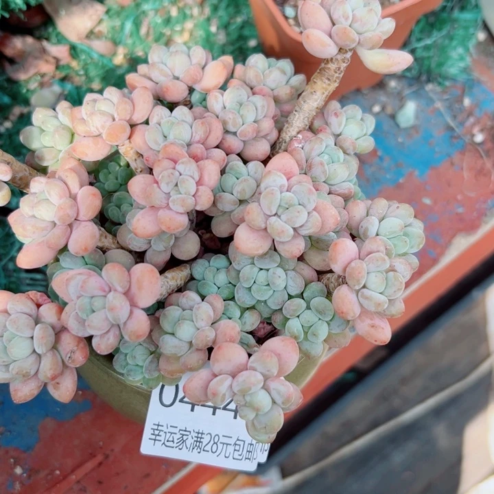 幸运儿是一位非常优秀且