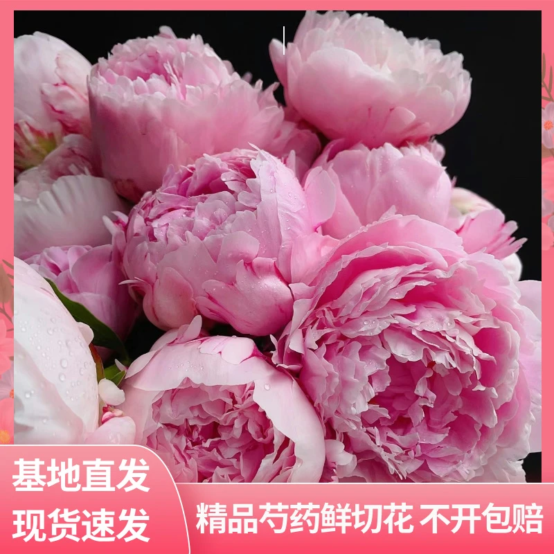莎拉【现货】山东芍药鲜切花重瓣新鲜水培客厅母亲节菏泽基地直发