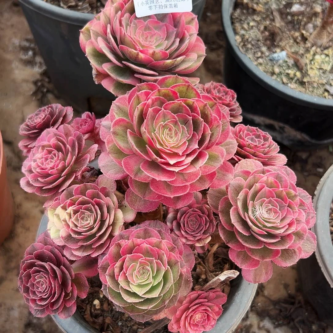 695多肉植物海神