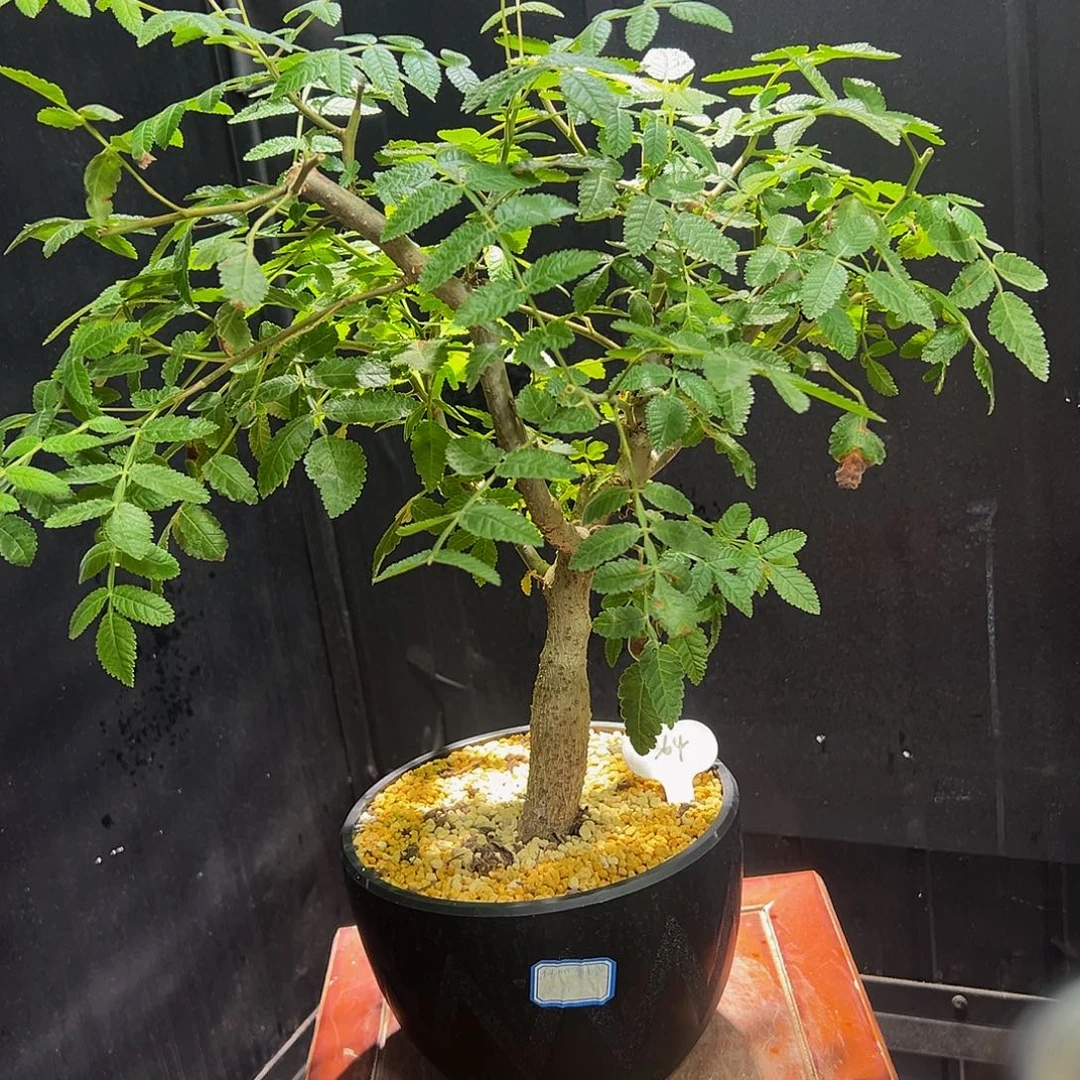 科帕裂榄88888888999