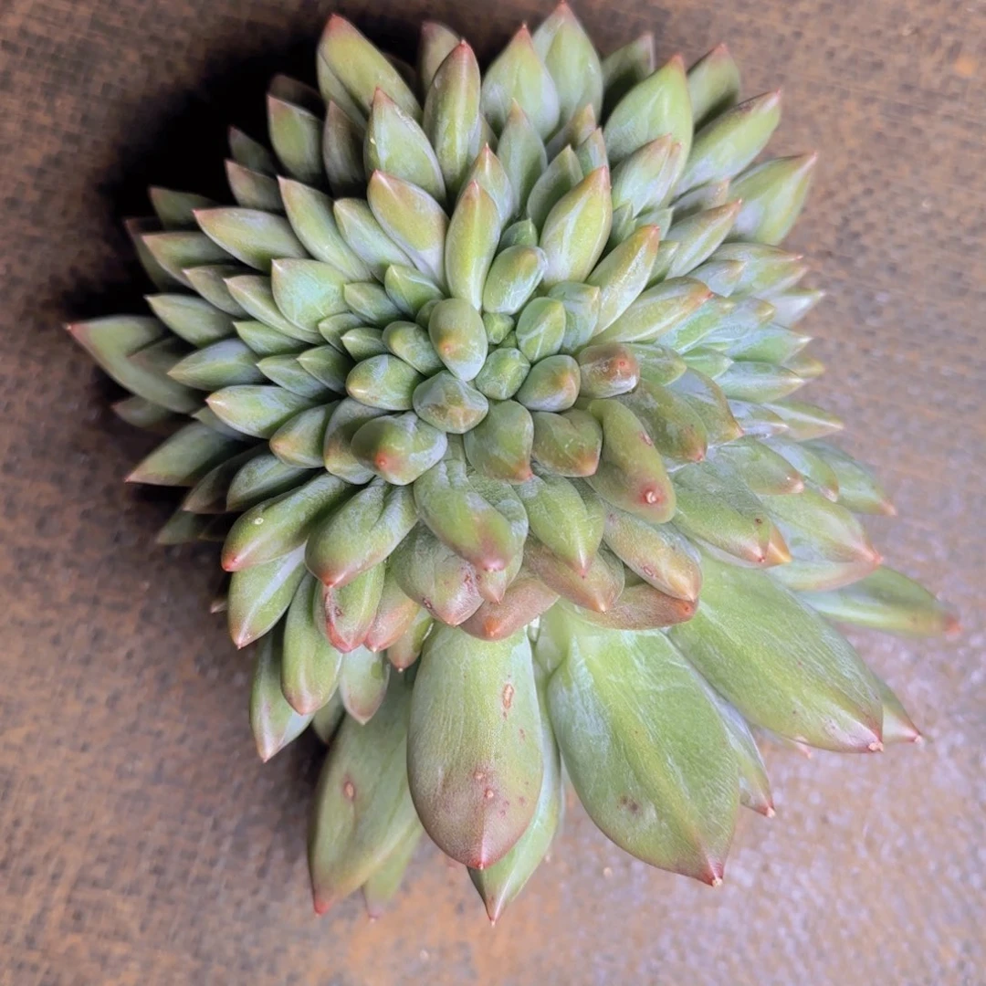 那***肉那年多肉寄养111111111111