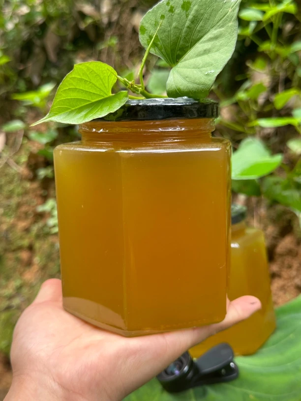 云南西双版纳森林野生木桶蜂蜜