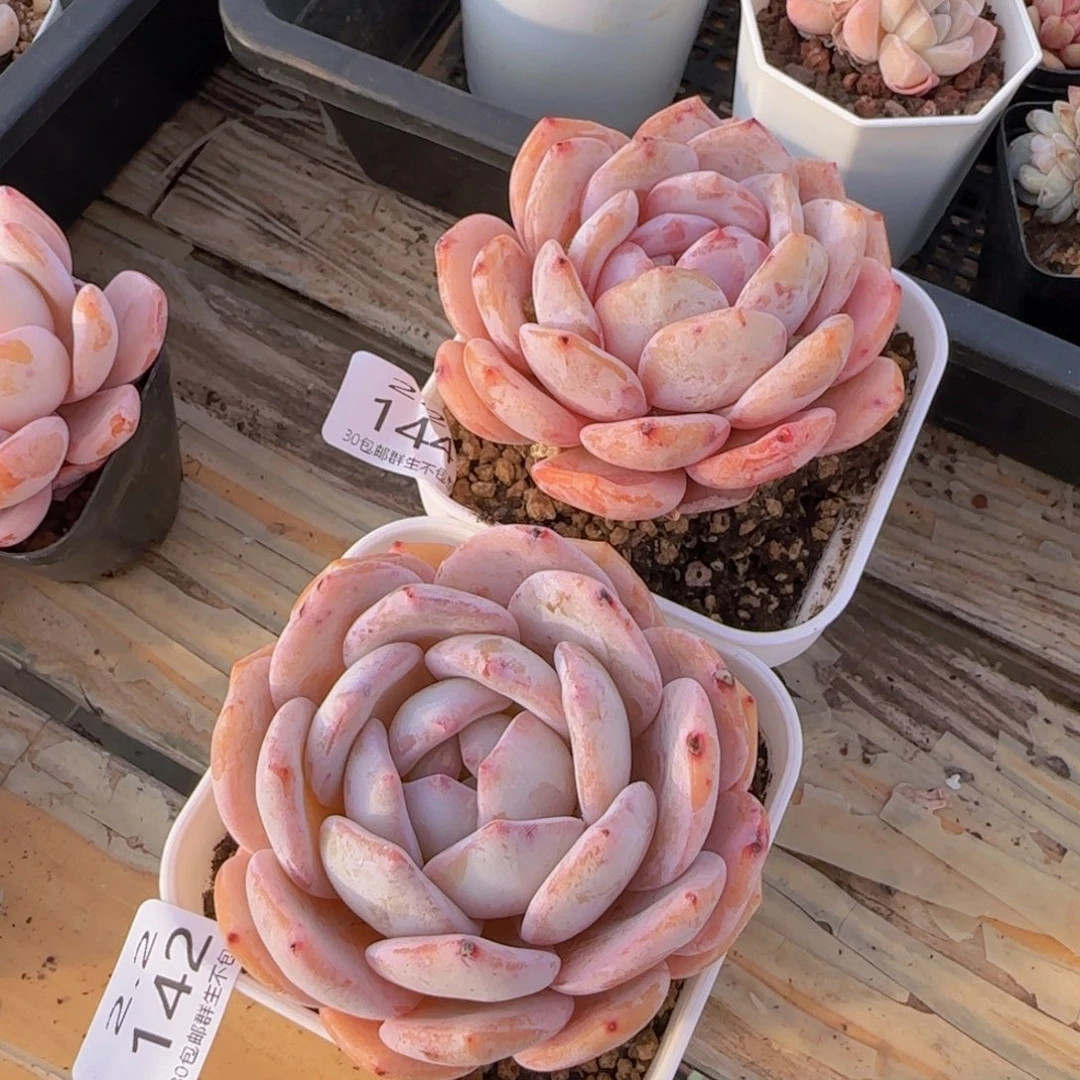 娜*橙奶橙单头两颗脱土发货