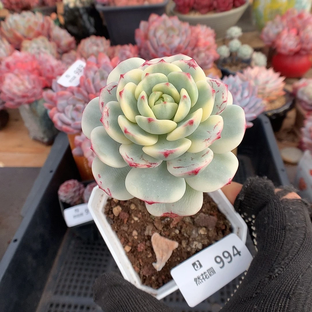 994香草锦多肉植物666