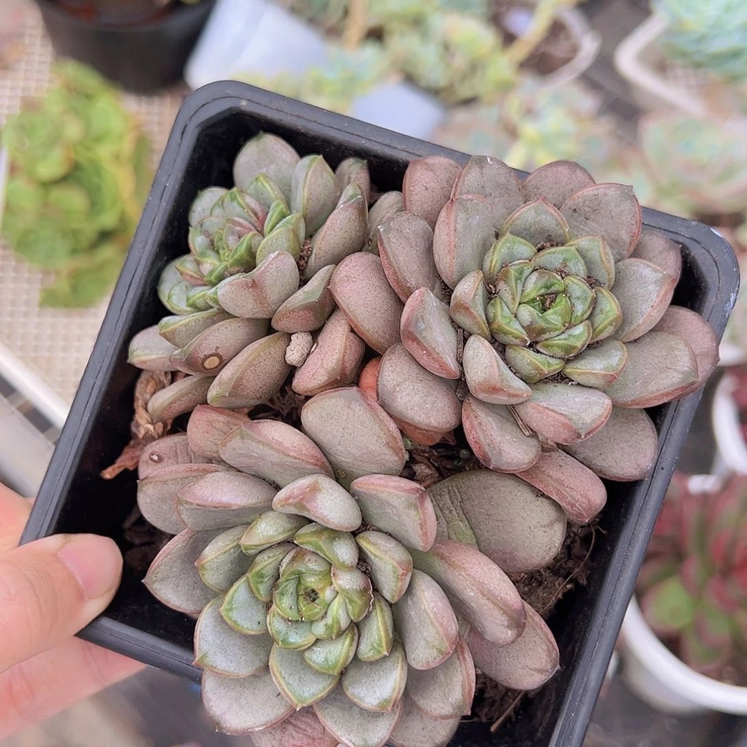 葡萄三头起发大盆老桩