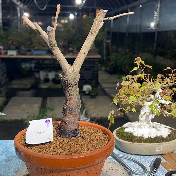 @***李无花朵山市盆景咯哈