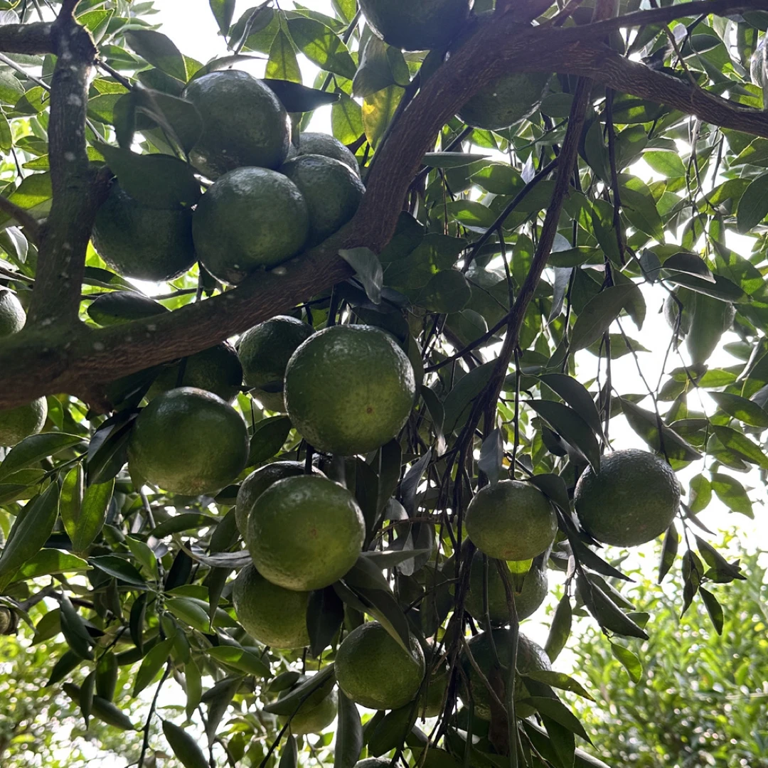 2025 新会茶枝柑 天马老树大青柑（10月采摘）现摘现发 自家果园