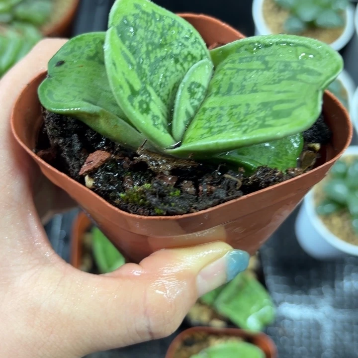 蜗牛硬叶多肉植物