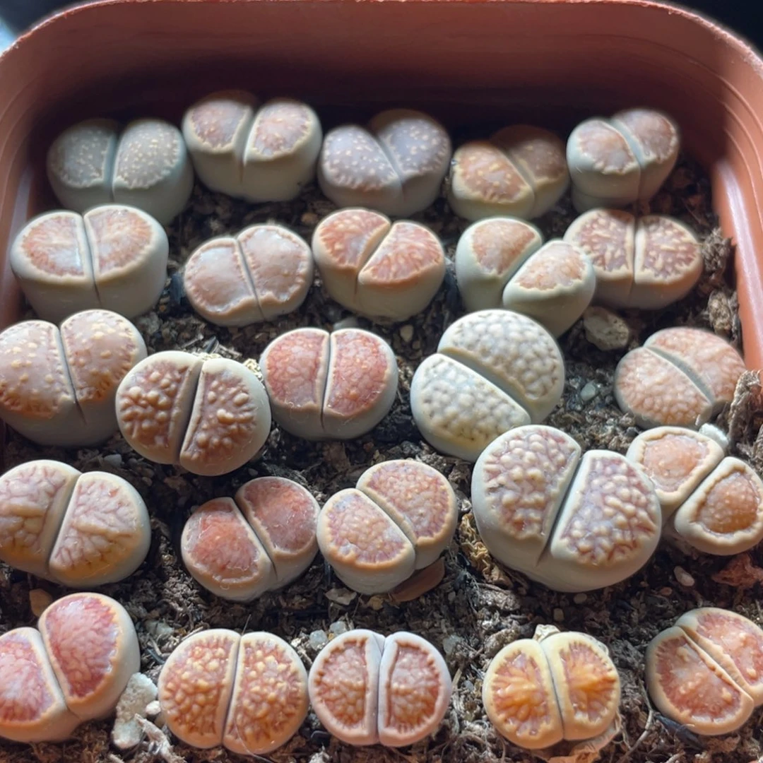 大盆特价一物一拍～22