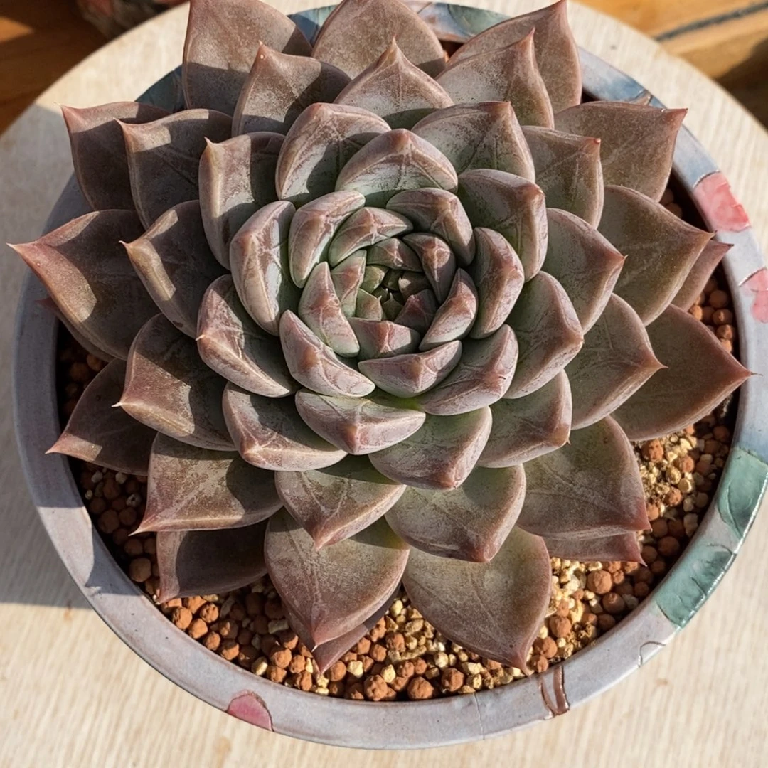 暗纹大单头多肉植物