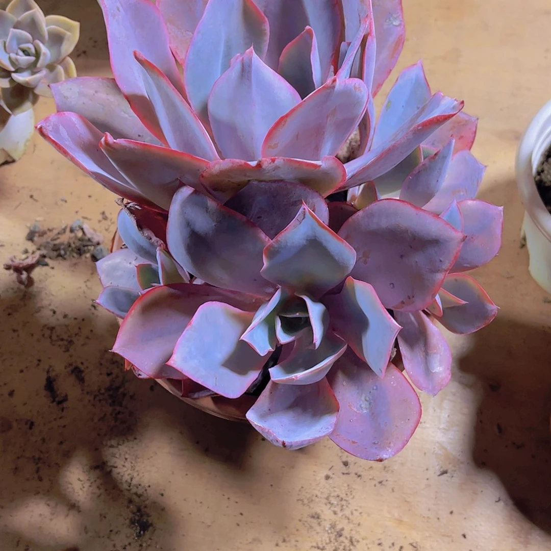 莫*兜0000000000000303