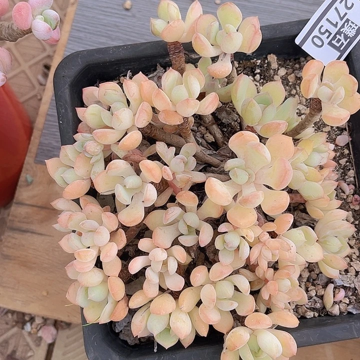 蜜桃格林27150多肉植物