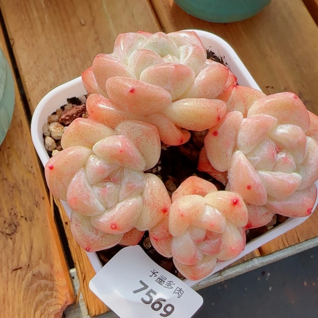 粗桩冰玉，7569多肉植物