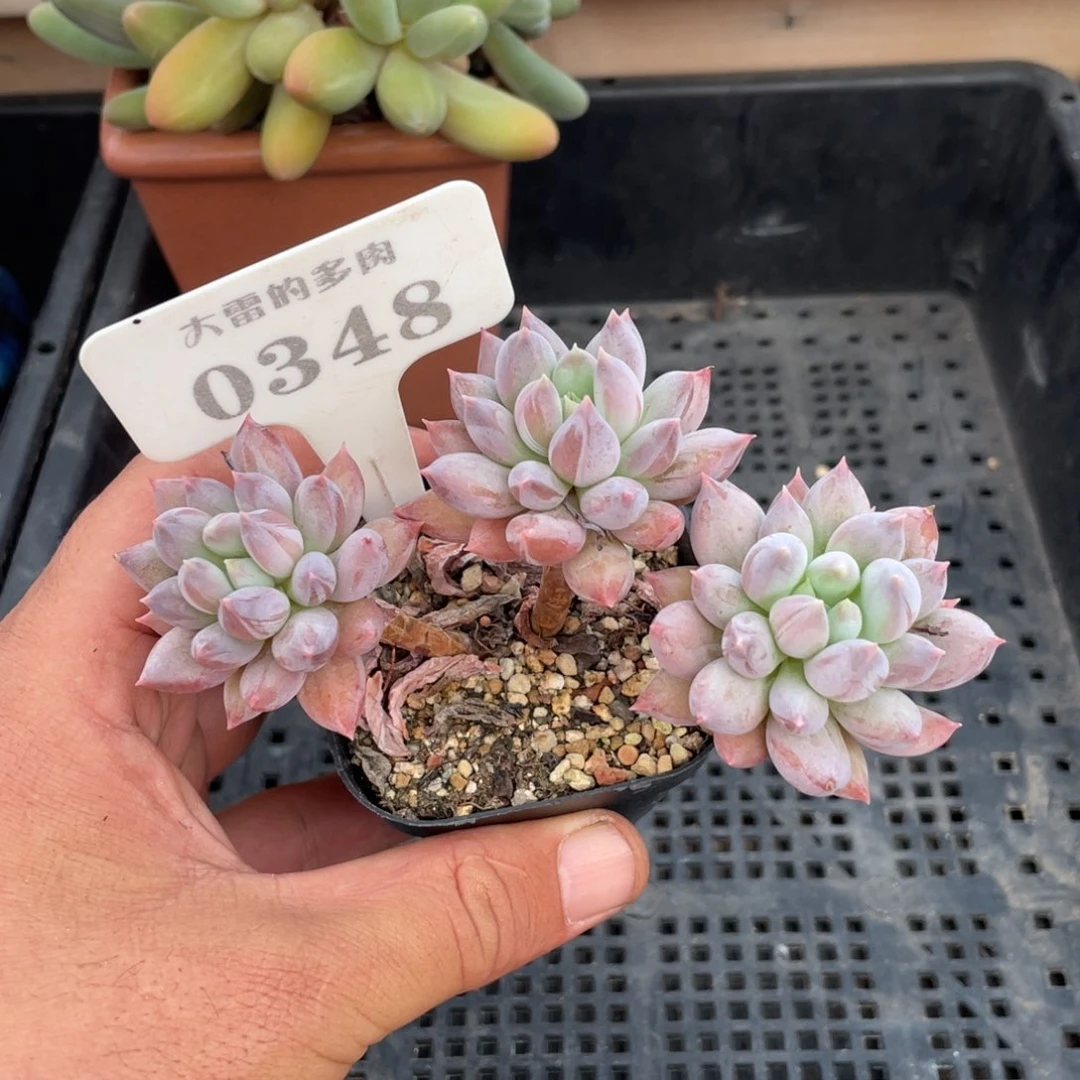 0348所罗门不带盆11厘米